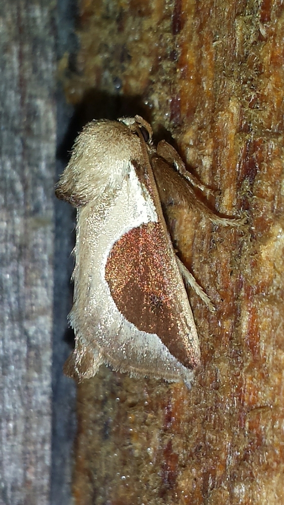 Skiff Moth reference