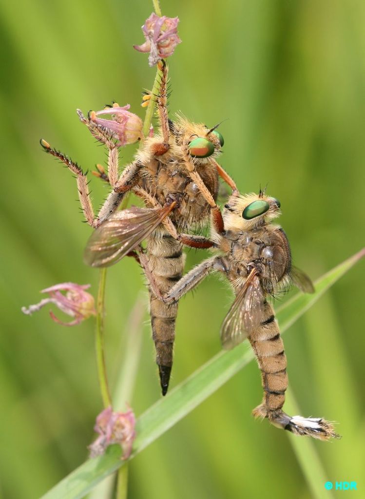 Prairie Lion Fly reference