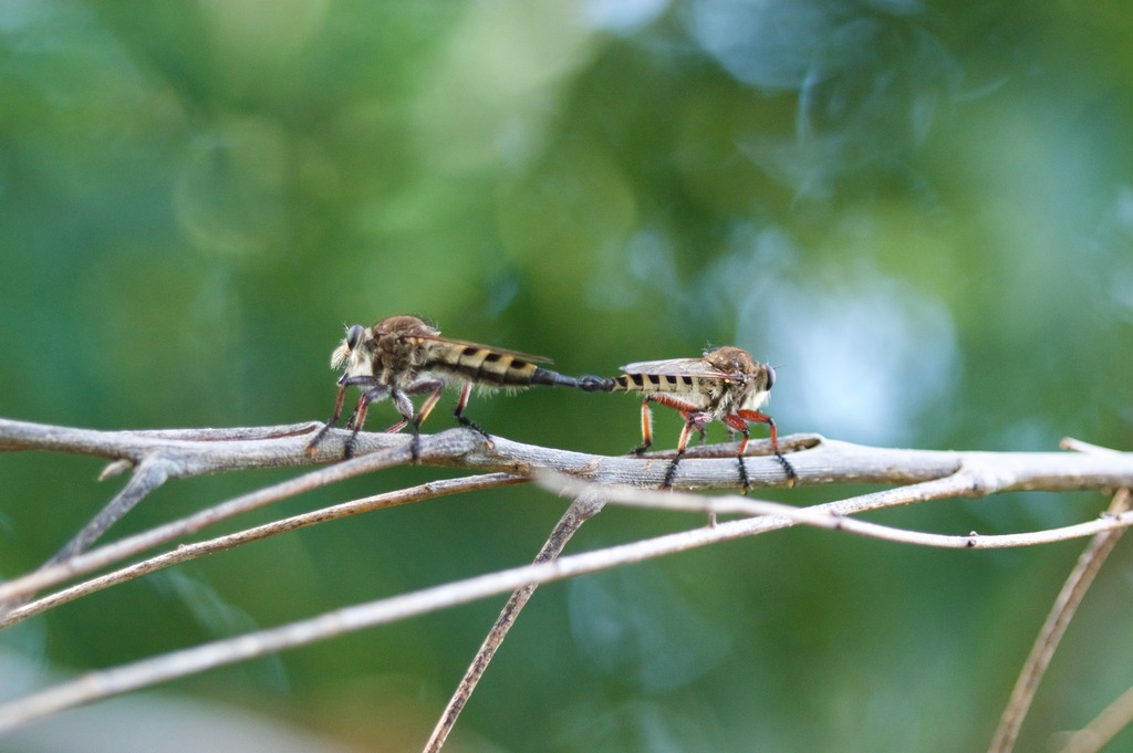 Maroon-legged Lion Fly reference
