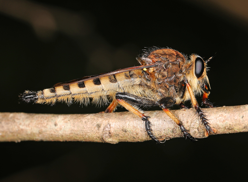 Red-footed Cannibal Fly reference