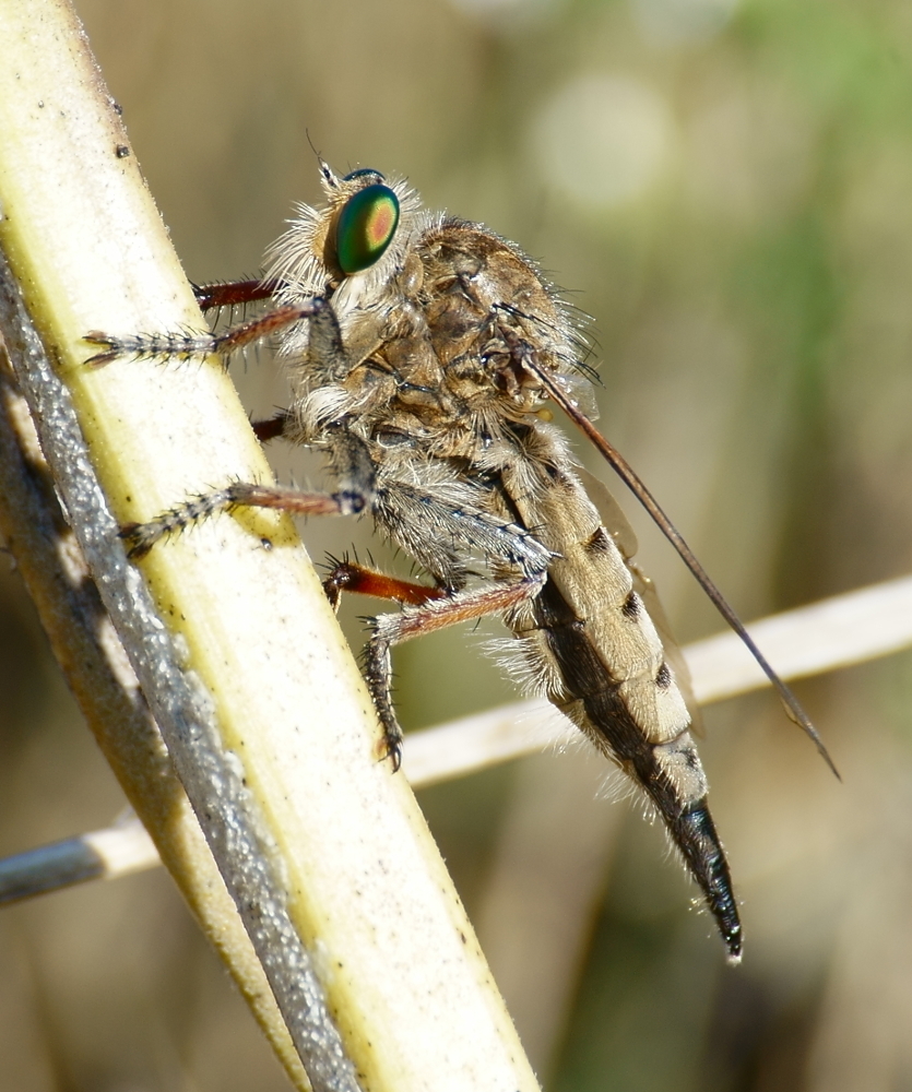 Spot-tailed Lion Fly reference