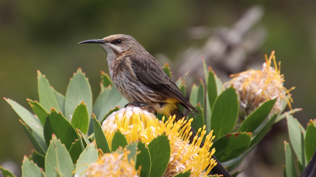 Cape Sugarbird reference