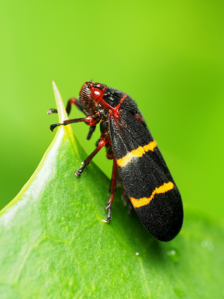 Two-lined Spittlebug reference