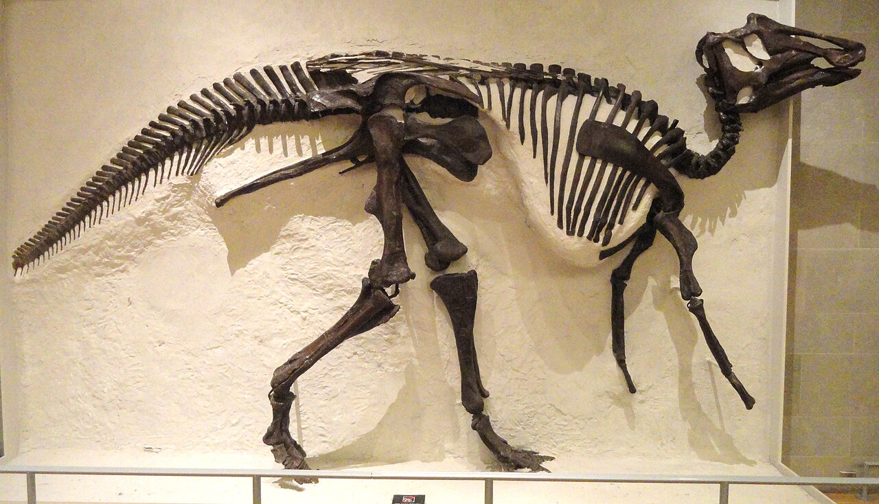 Prosaurolophus maximus reference