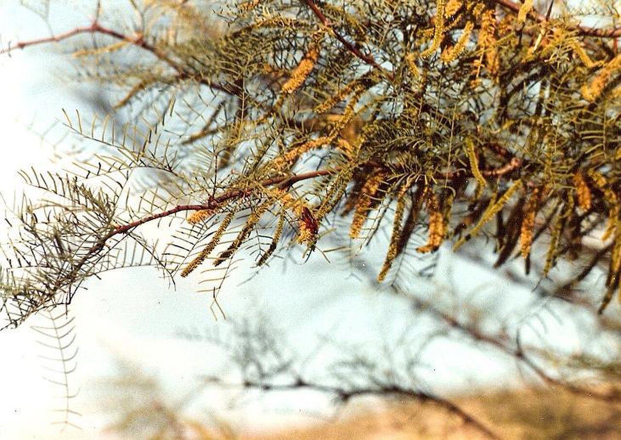 Prosopis chilensis reference