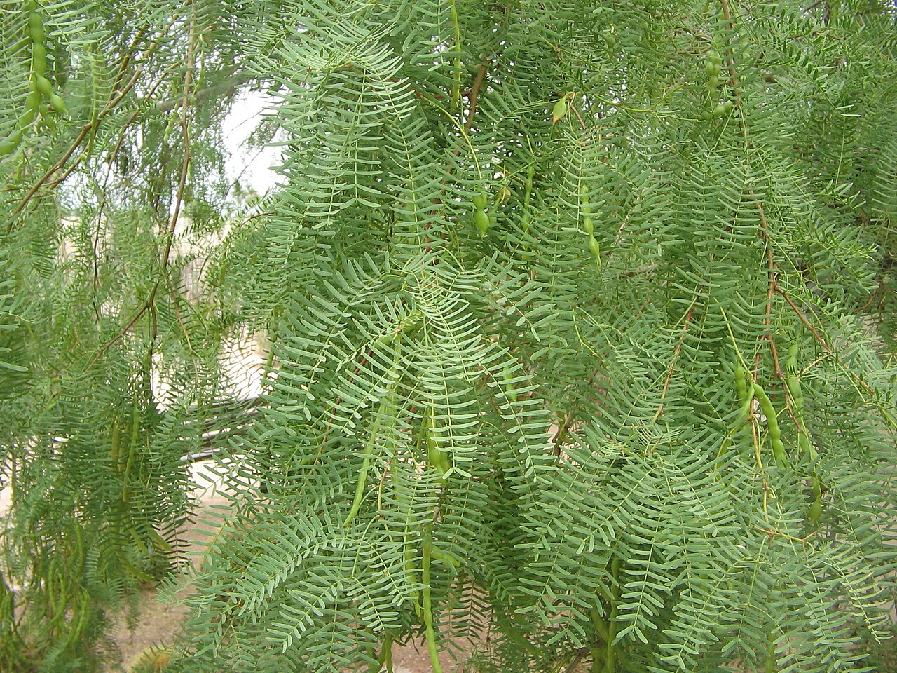 Honey Mesquite reference