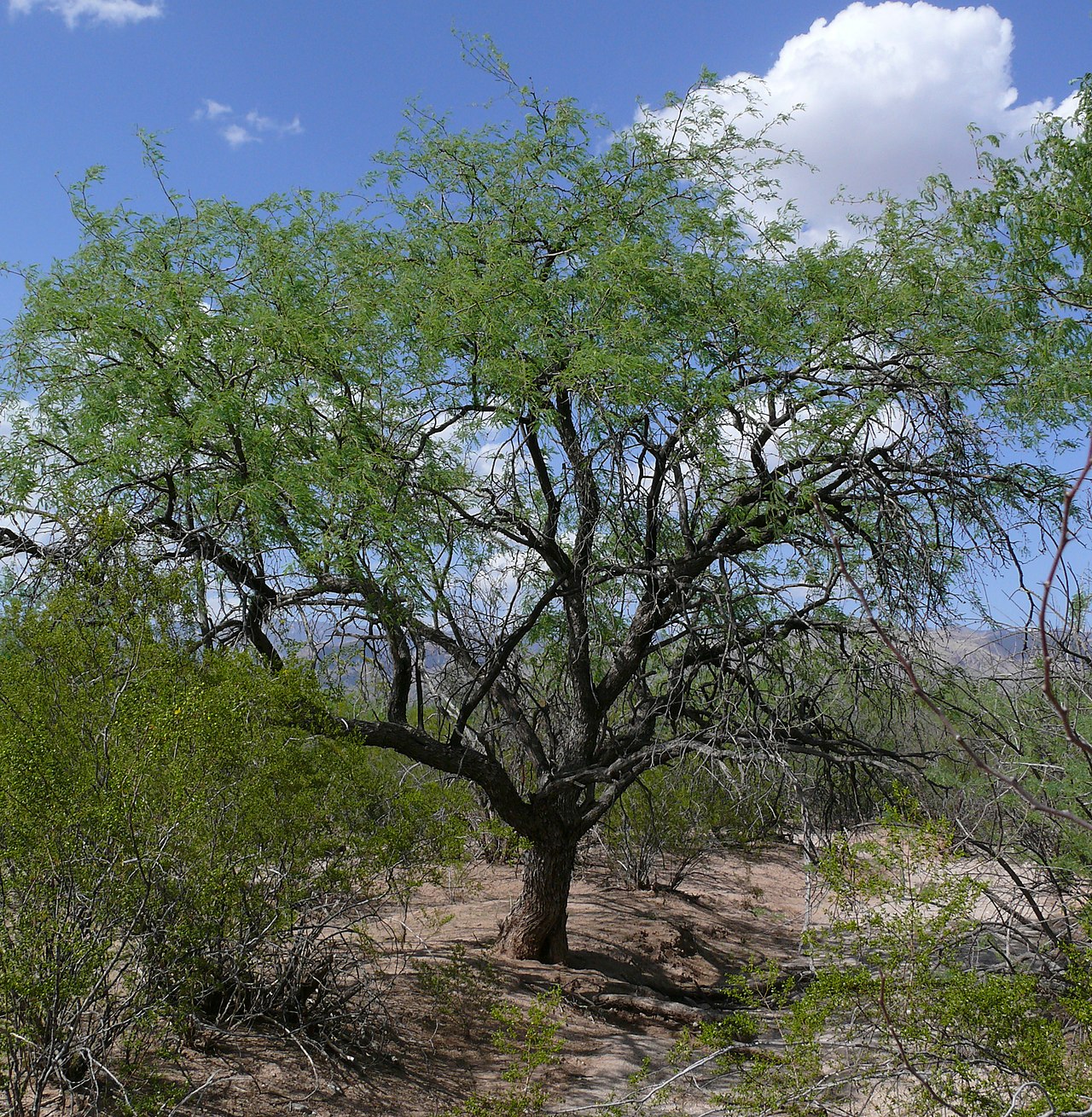 Prosopis velutina reference