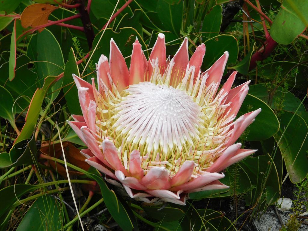 King Protea reference