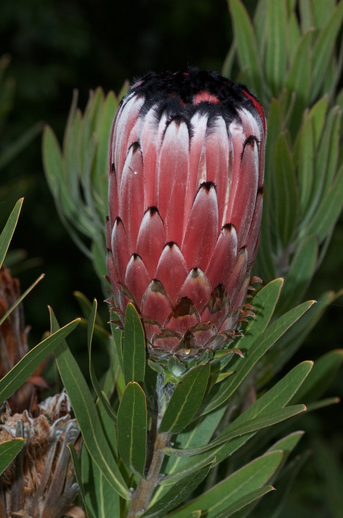 Oleander-leaf Protea reference