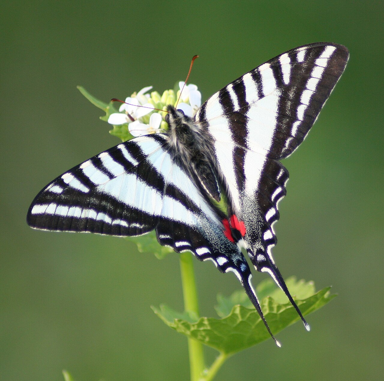 Zebra Swallowtail reference