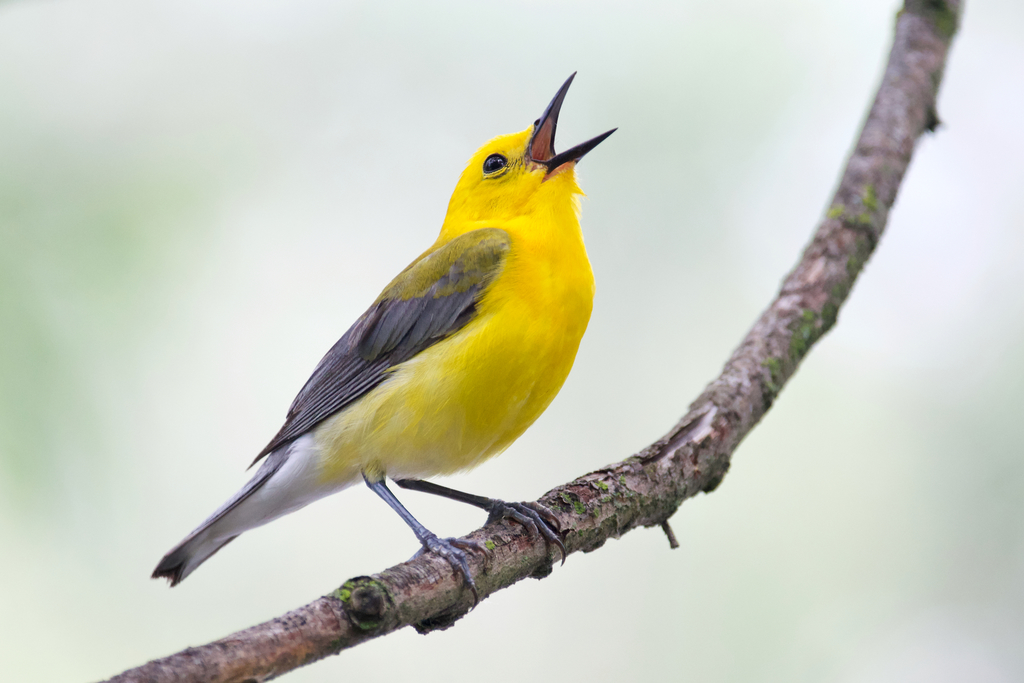 Prothonotary Warbler reference