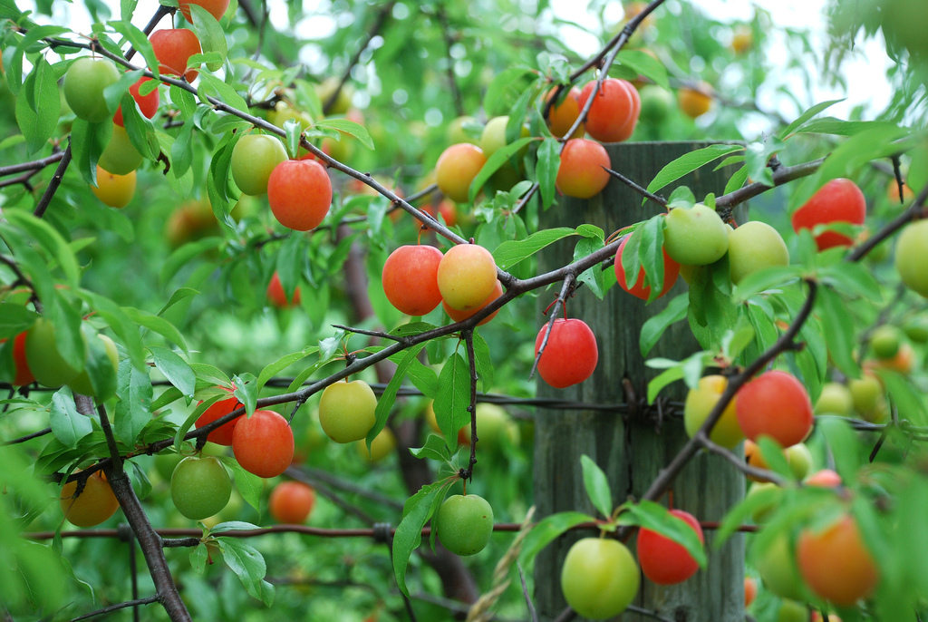 Chickasaw Plum reference