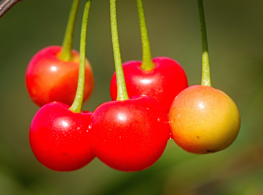 wild cherry reference