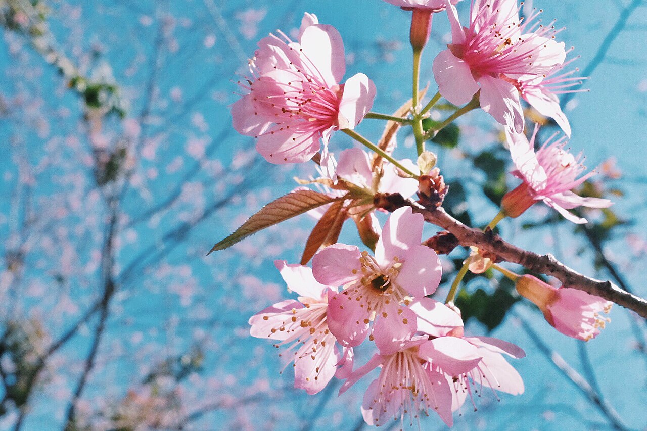 Prunus cerasoides reference