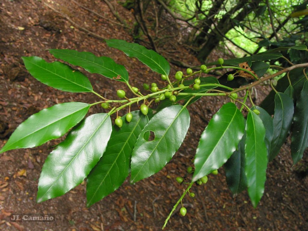Portuguese laurel reference