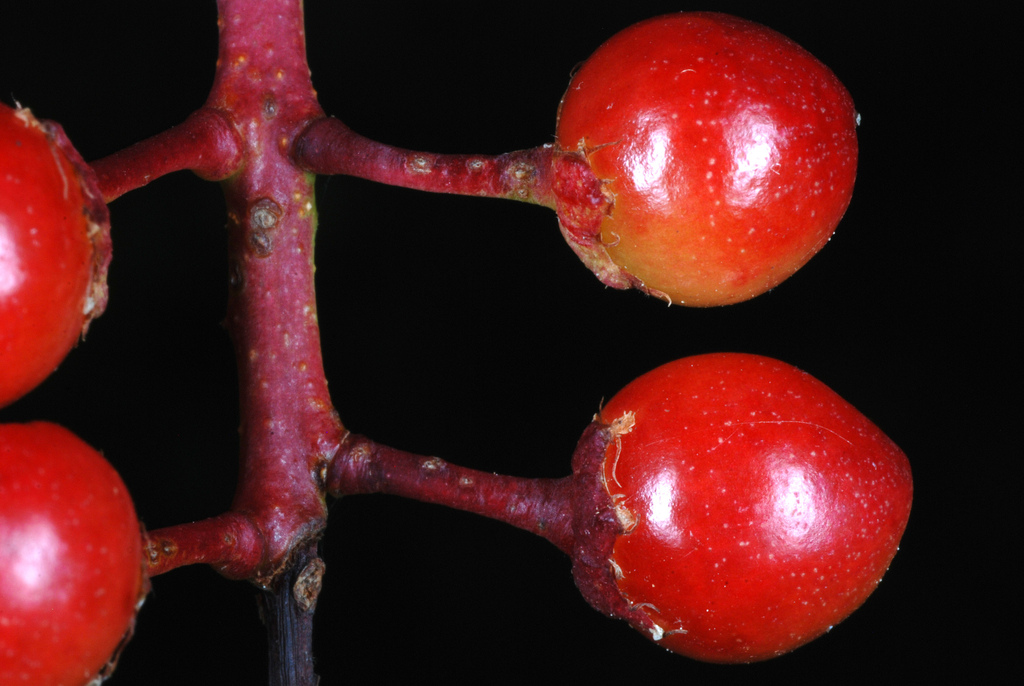 Wild Black Cherry reference