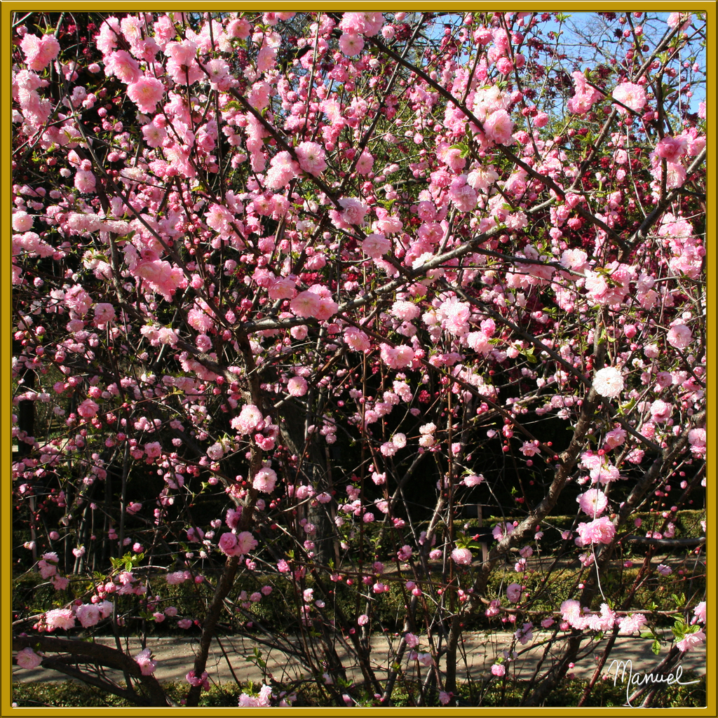 flowering plum reference