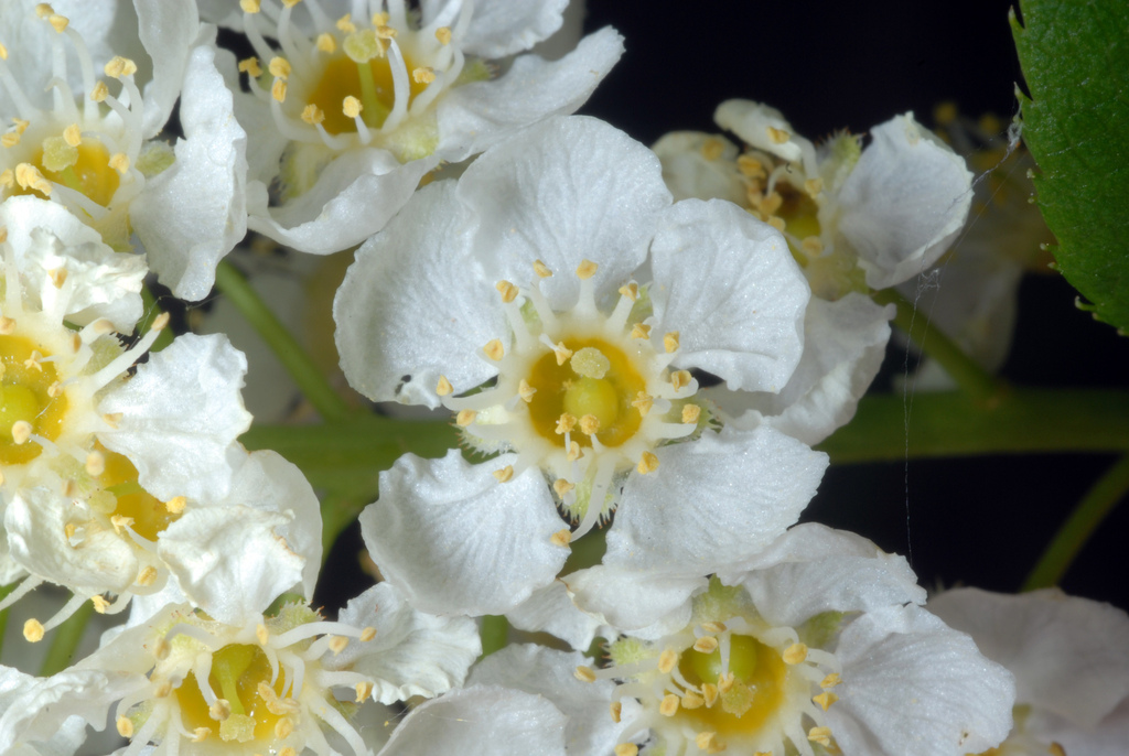 chokecherry reference