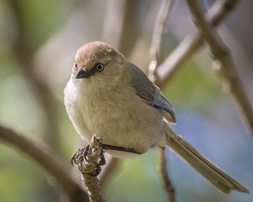Bushtit reference