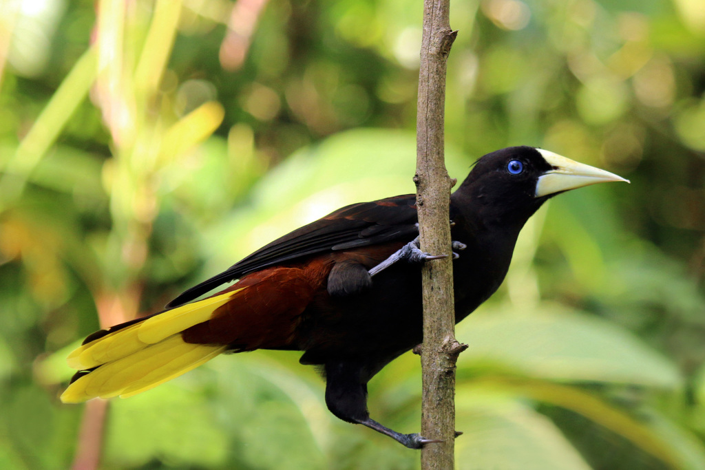 Crested Oropendola reference