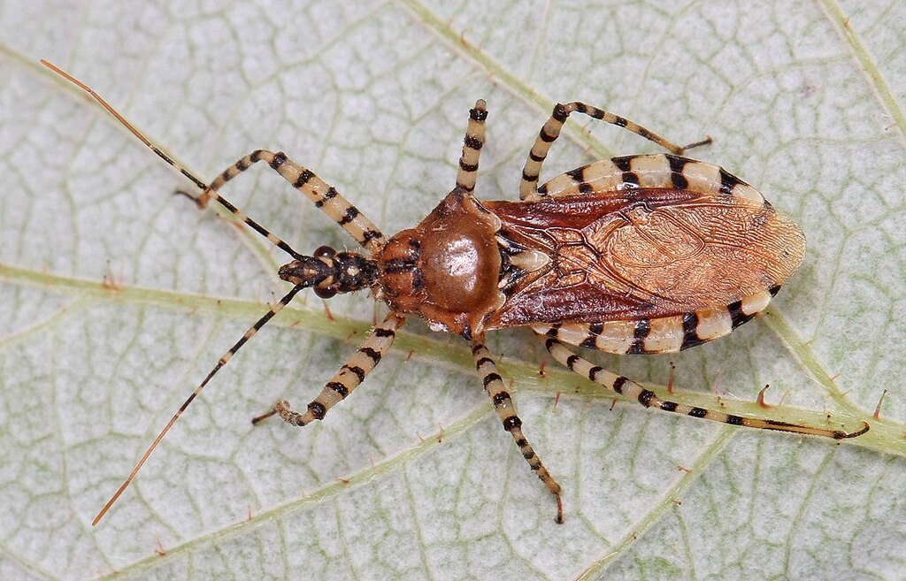 Ringed Assassin Bug reference