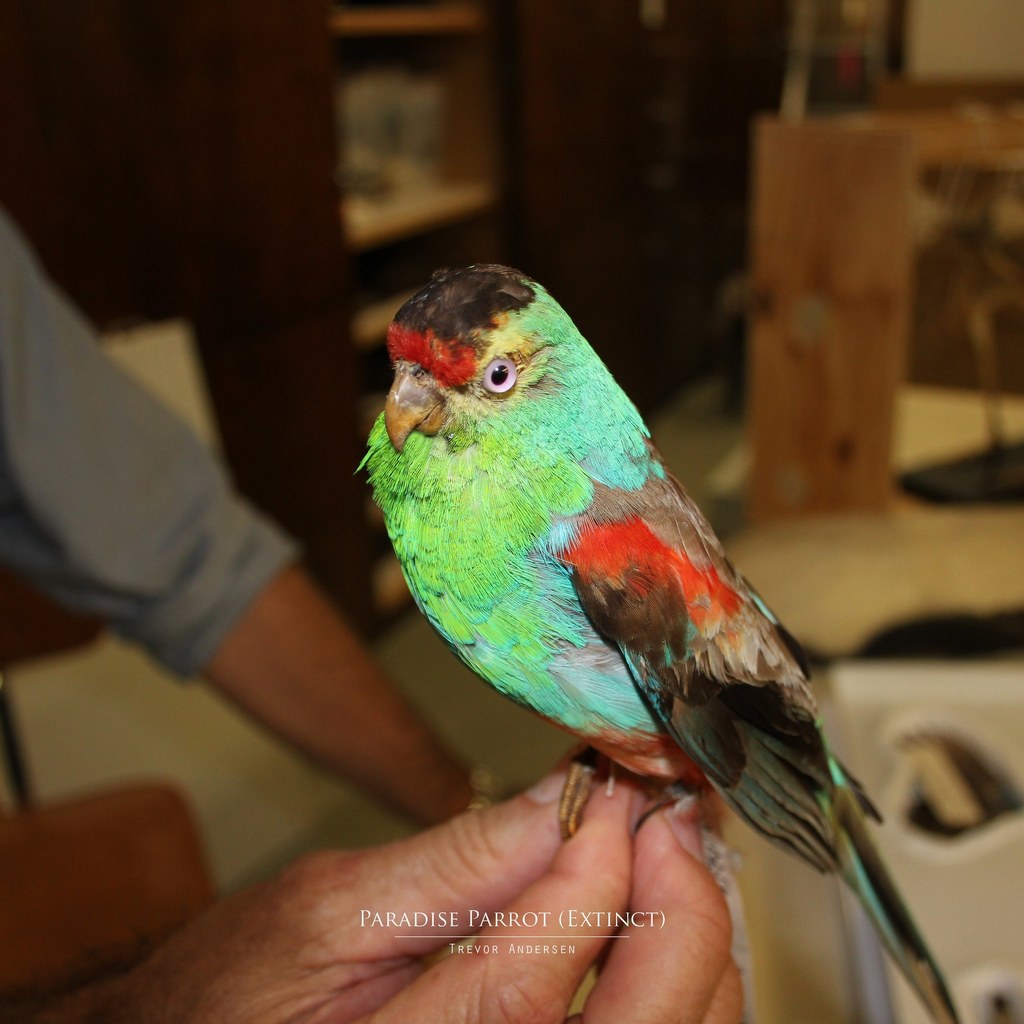 Paradise Parrot reference
