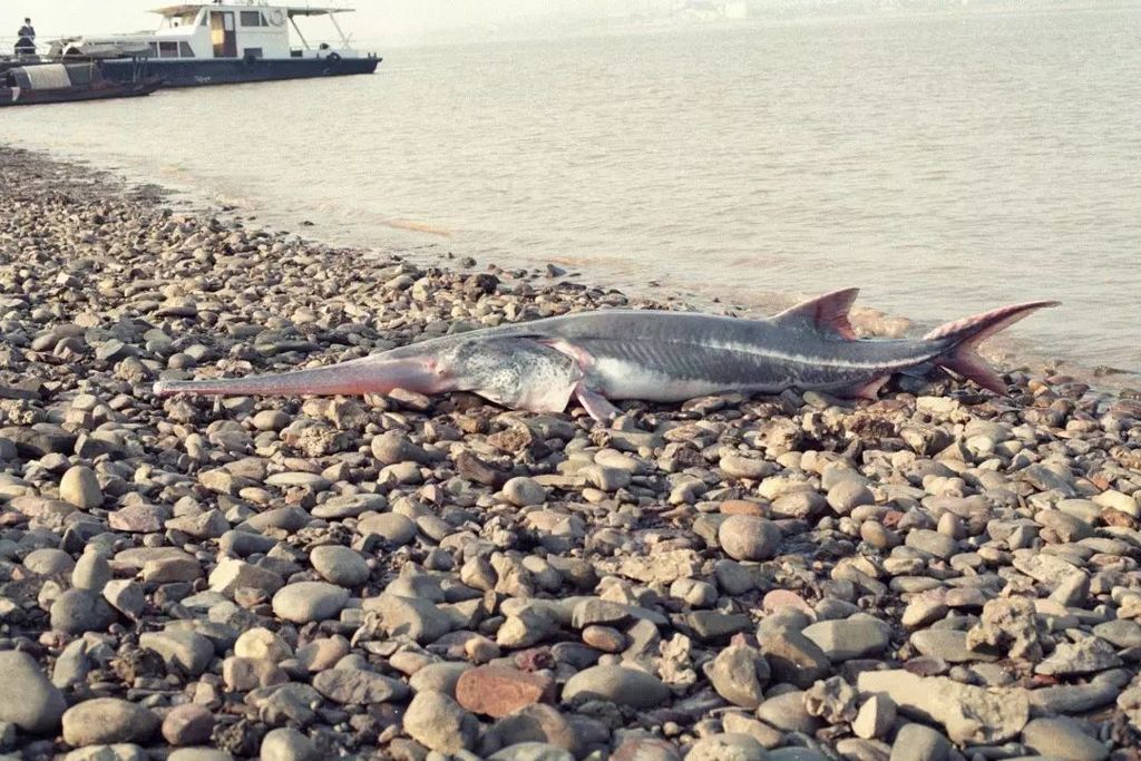 Chinese Paddlefish reference