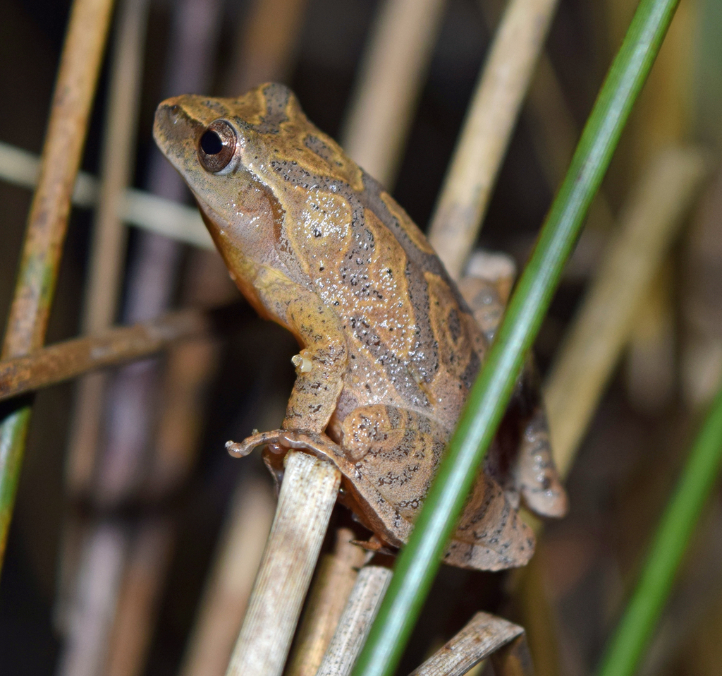 Spring Peeper reference