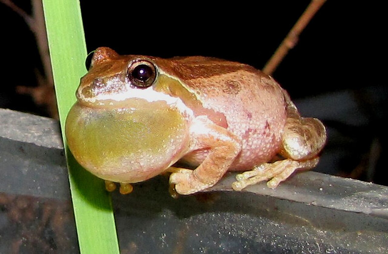 Pseudacris hypochondriaca reference