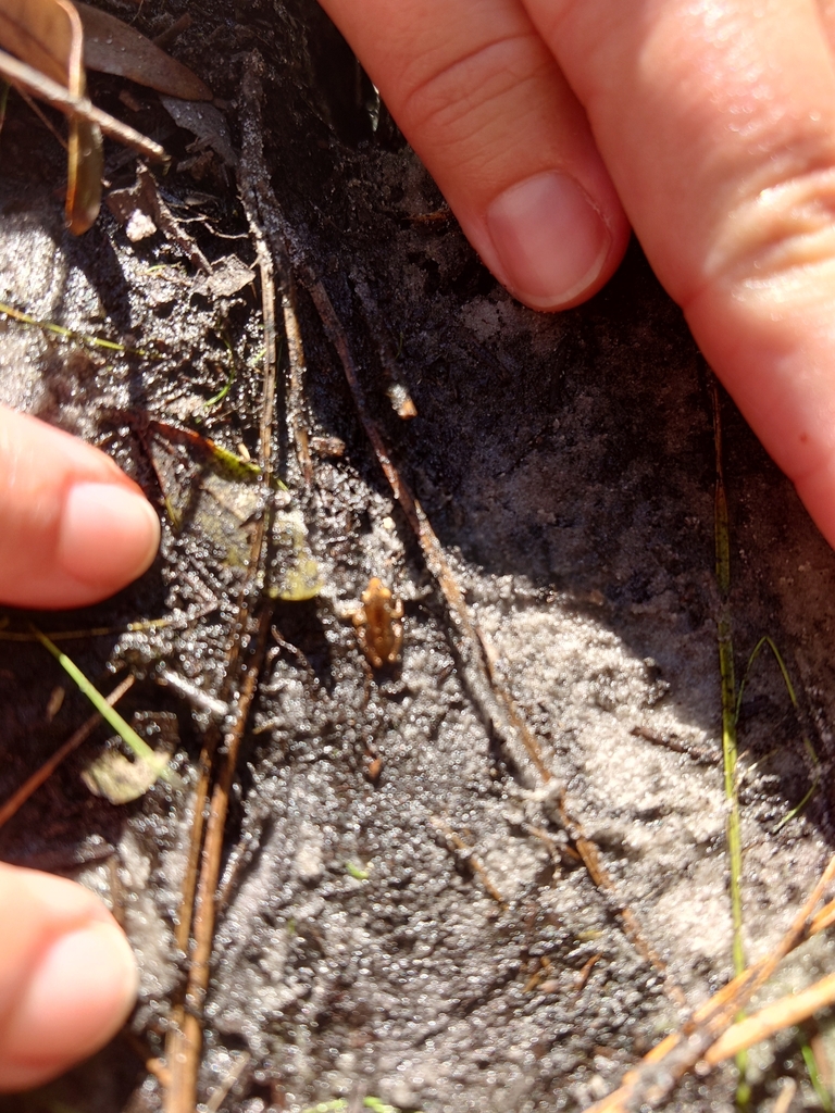 Little Grass Frog reference