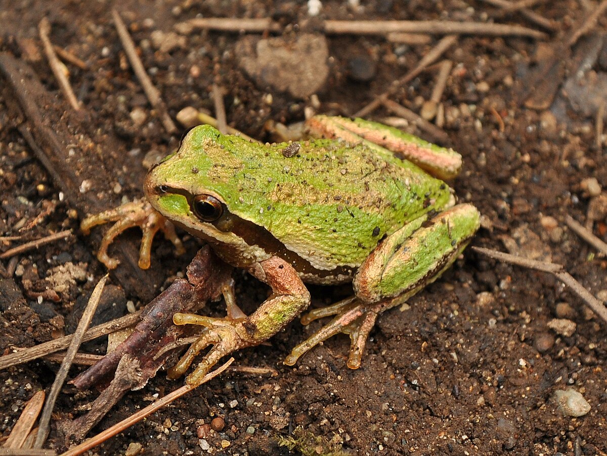 Pacific chorus frog reference