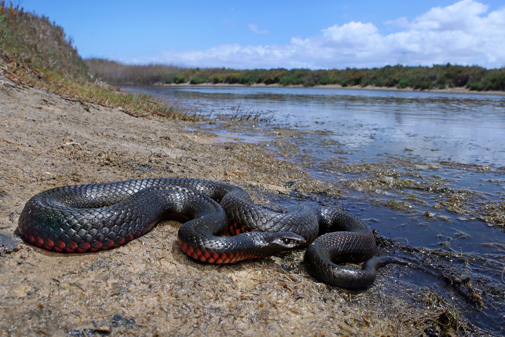 Red-bellied Black Snake reference