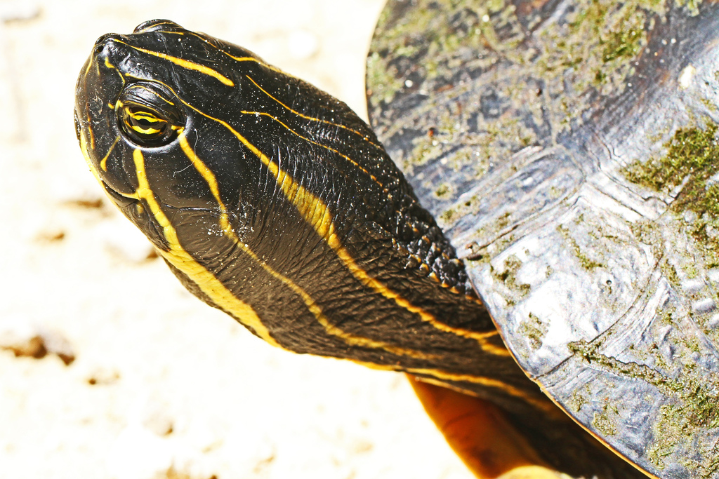 Pseudemys concinna suwanniensis reference