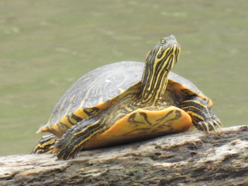 River Cooter reference