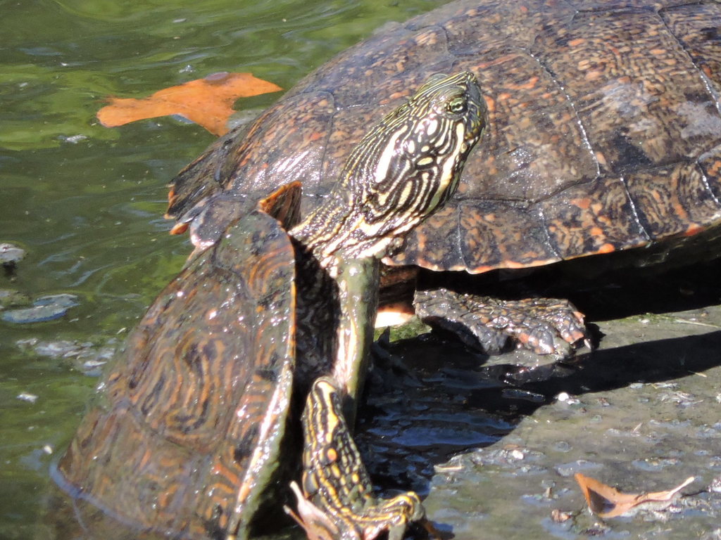 Texas Cooter reference