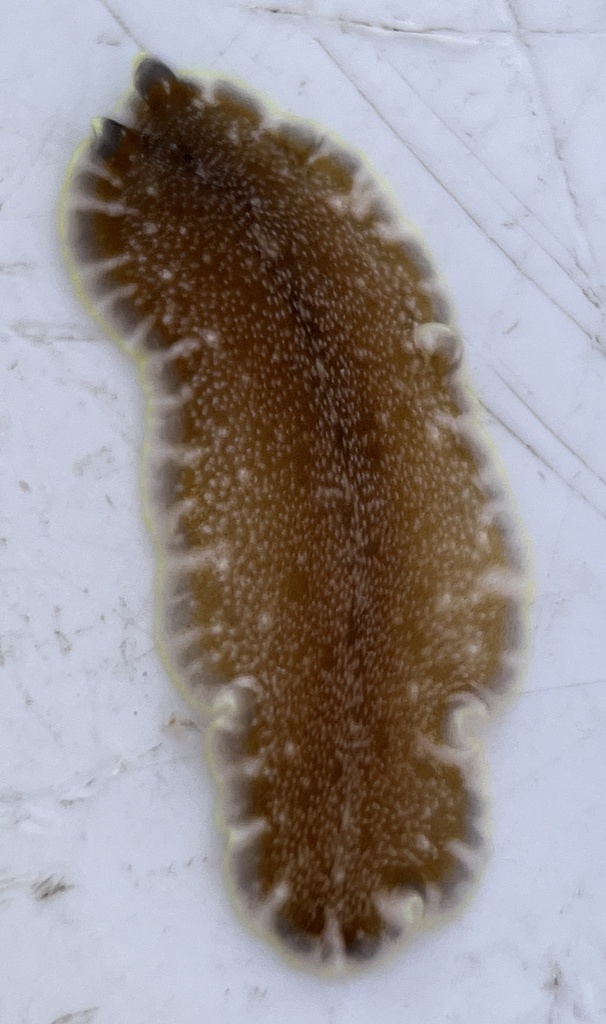 Pseudoceros bicolor reference