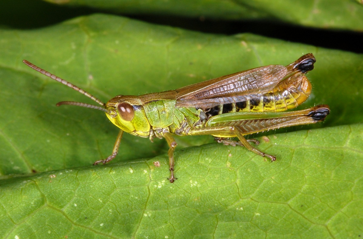 Meadow Grasshopper reference