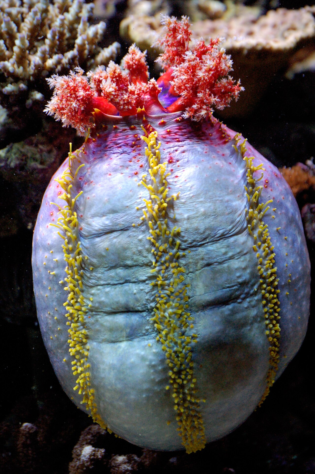 Sea Apple reference