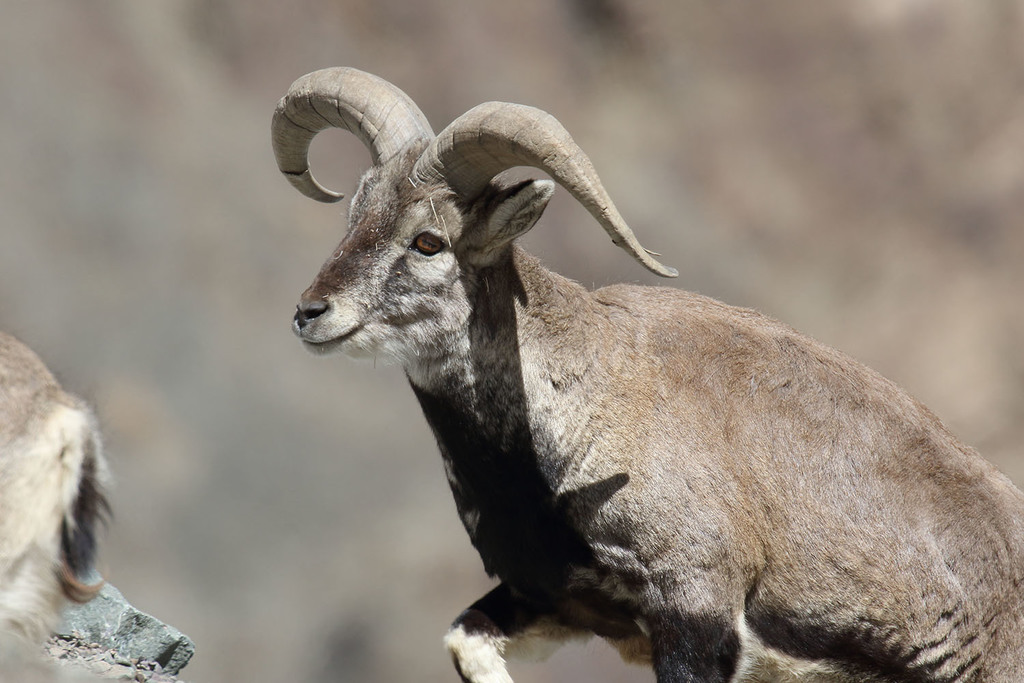 Bharal reference