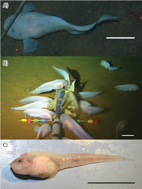 Mariana Snailfish reference