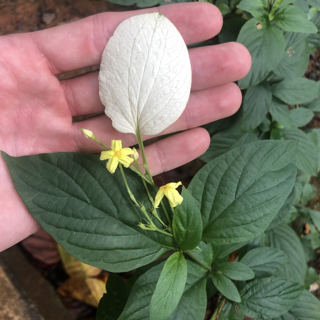 Yellow Mussaenda reference