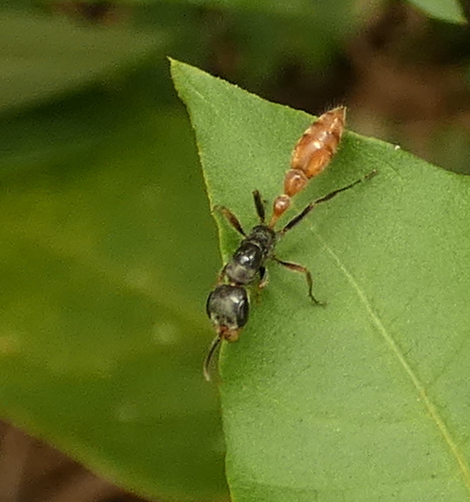 Graceful Twig Ant reference