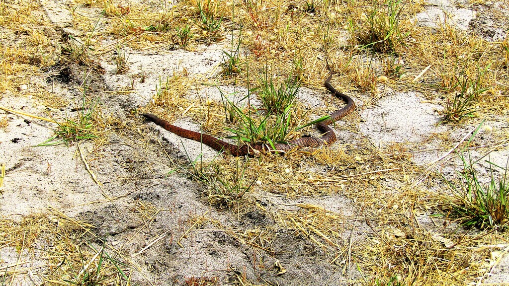 Dugite reference