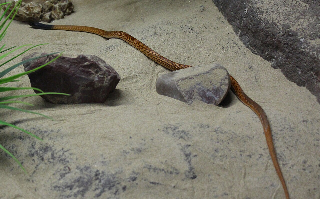 Western Brown Snake reference