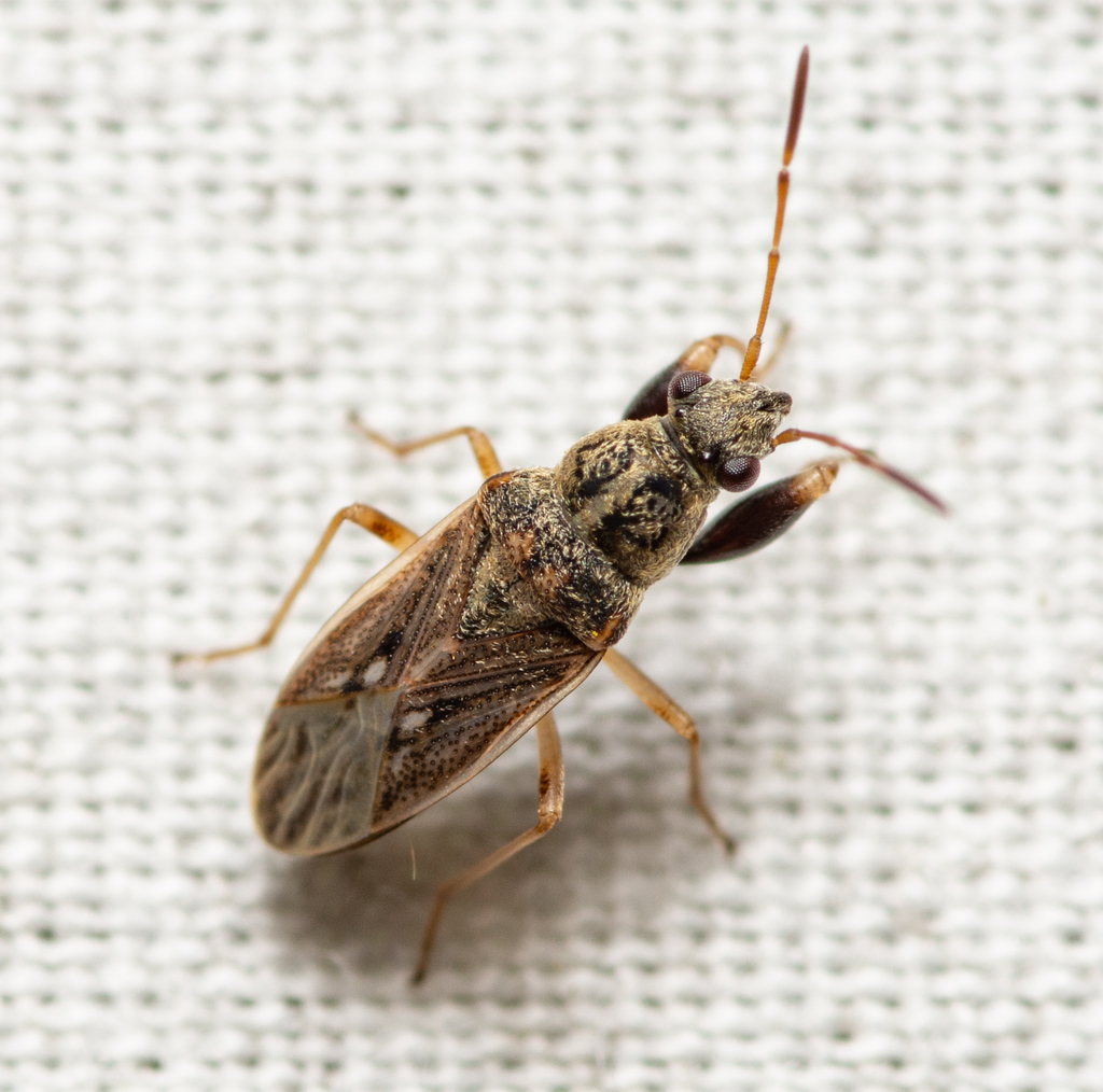 Pale-spotted Seed Bug reference