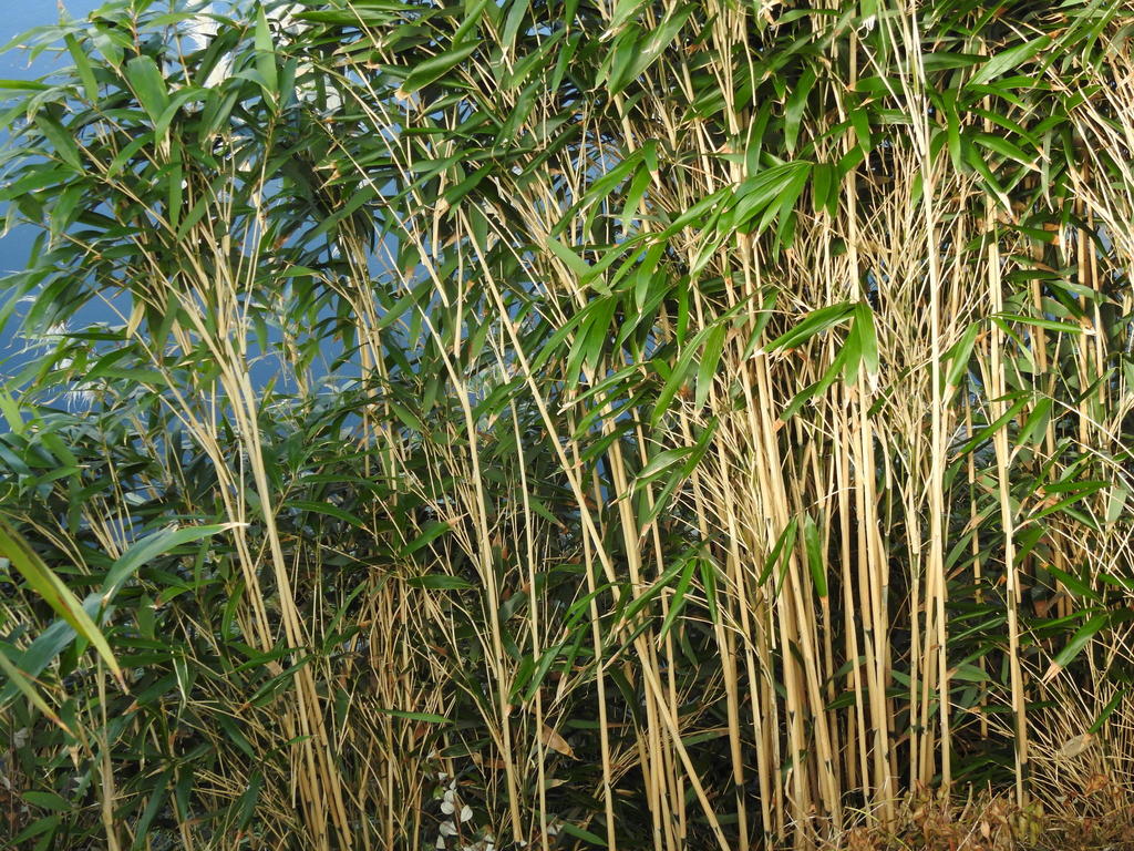 Arrow Bamboo reference
