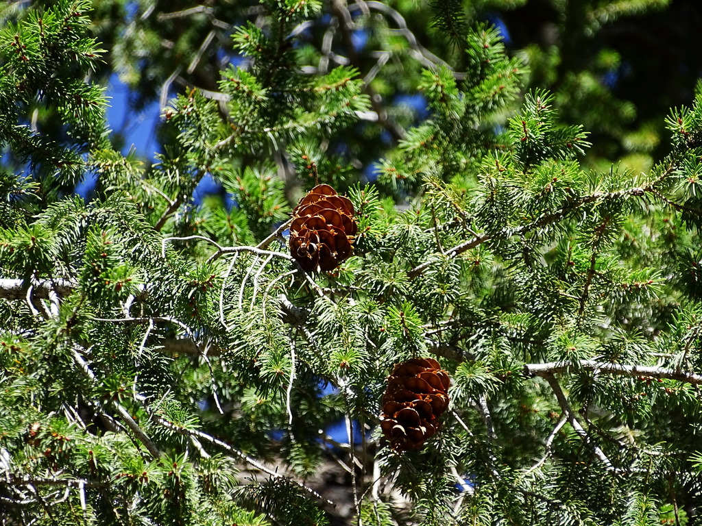 Bigcone Douglas-fir reference