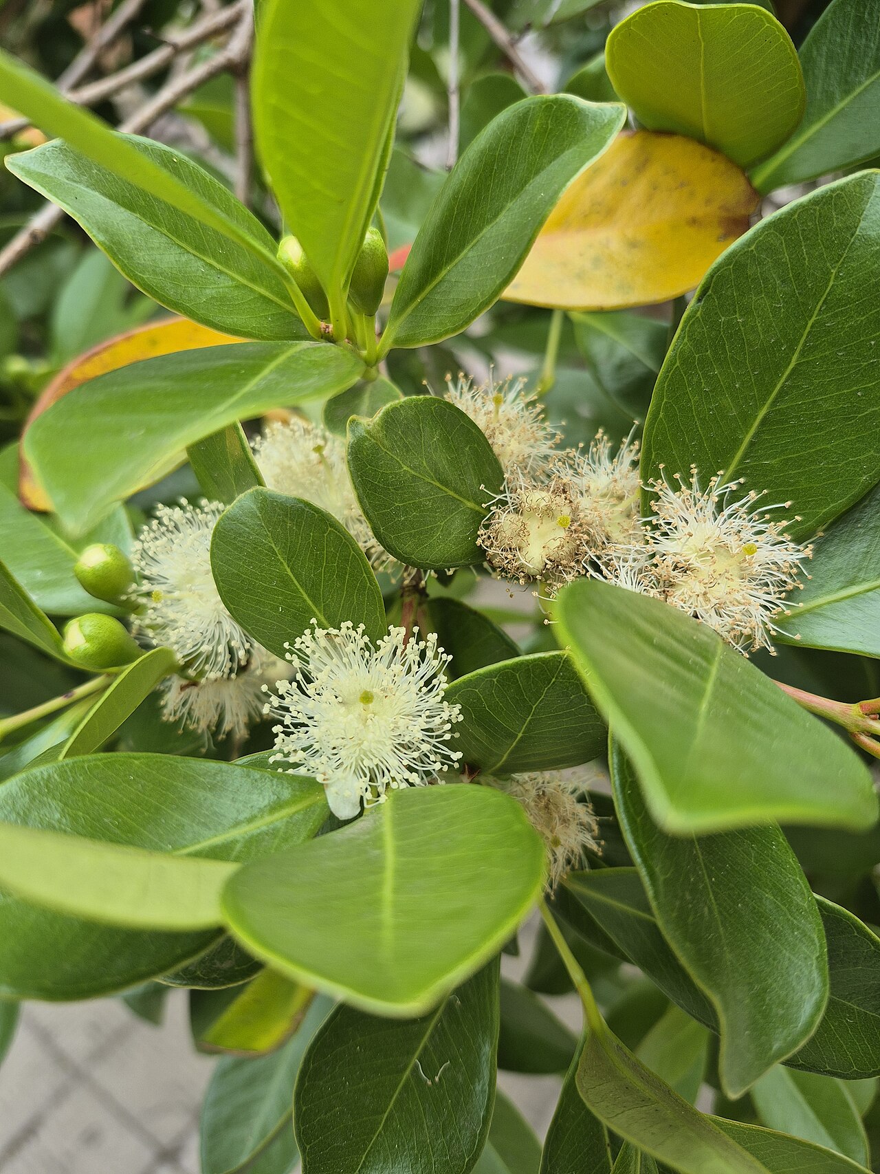 Psidium cattleianum reference