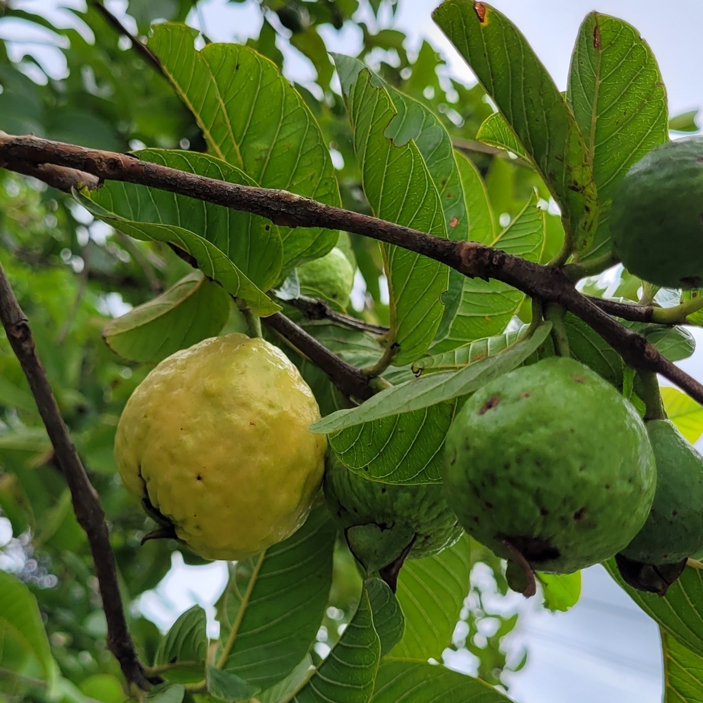 Common guava reference