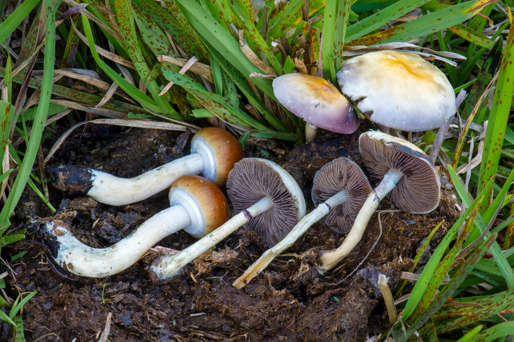 Magic Mushroom reference
